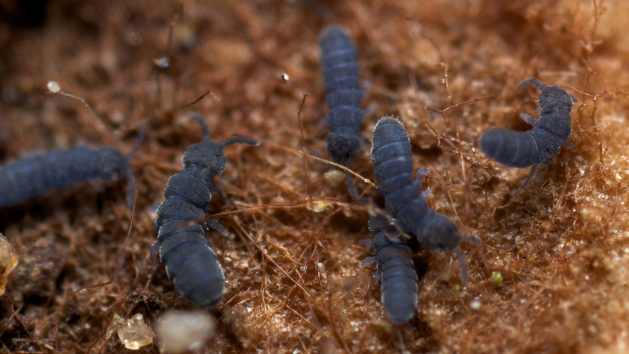Представитель Семейства Hypogastruridae